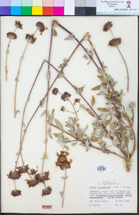 Salvia clevelandii image