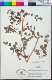 Hosackia crassifolia image