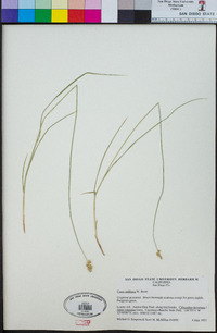 Carex subfusca image