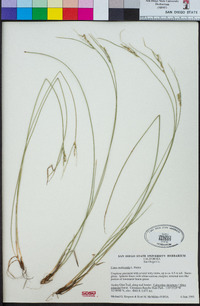 Carex multicaulis image