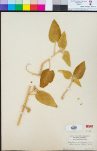 Horsfordia newberryi image