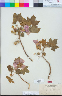 Malva assurgentiflora image