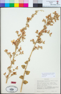 Malacothamnus fasciculatus image