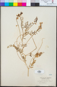 Astragalus douglasii image