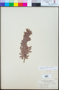 Acacia baileyana image