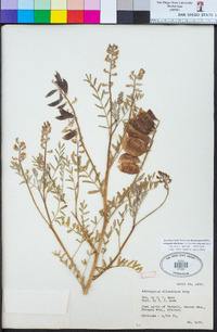 Astragalus allochrous var. playanus image