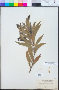 Acacia binervata image