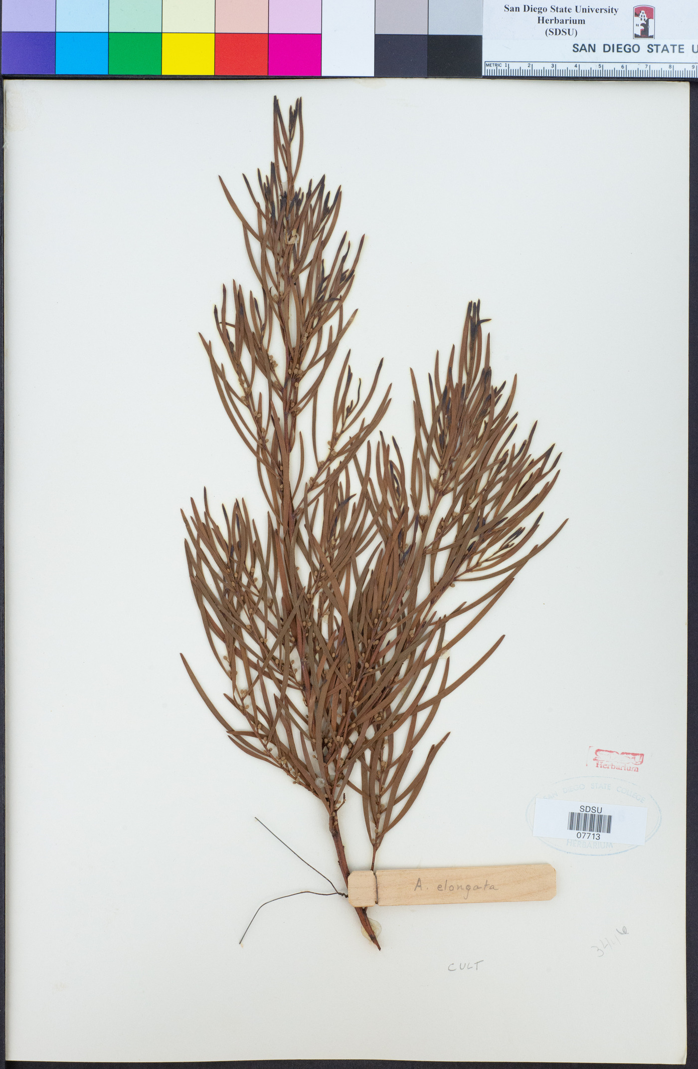 Acacia elongata image