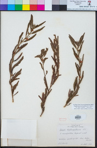 Chamaecrista leschenaultiana image