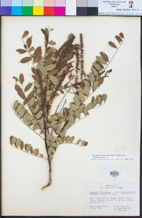 Amorpha fruticosa image