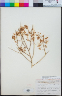 Parkinsonia microphylla image