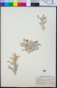 Astragalus coccineus image