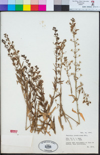 Teucrium glandulosum image