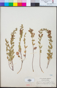 Scutellaria angustifolia image