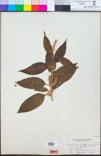 Buddleja madagascariensis image