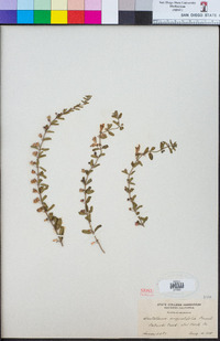 Scutellaria angustifolia image