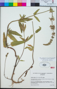 Stachys stebbinsii image