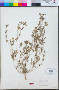 Mentzelia albicaulis image