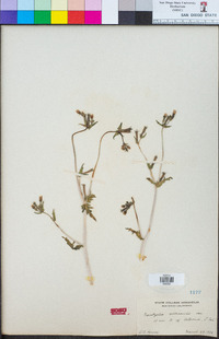 Mentzelia albicaulis image