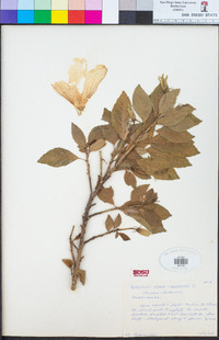 Hibiscus rosa-sinensis image