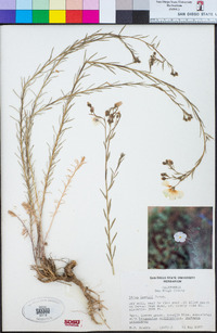 Linum lewisii image