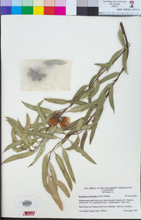Eucalyptus eremophila image