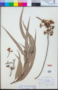Corymbia maculata image