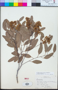 Eucalyptus polyanthemos image