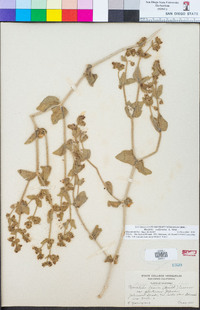 Mirabilis laevis var. crassifolia image