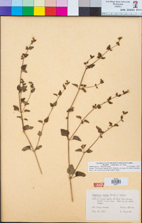 Mirabilis laevis var. crassifolia image