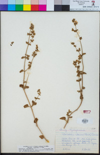 Mirabilis laevis var. crassifolia image