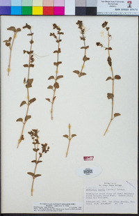 Mirabilis laevis var. crassifolia image