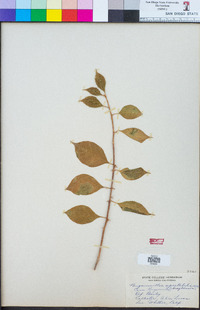 Bougainvillea spectabilis image