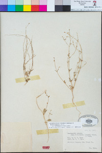 Boerhavia triquetra var. intermedia image