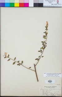 Chrysojasminum floridum image