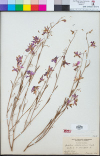 Clarkia biloba image