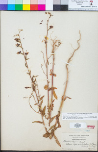 Clarkia unguiculata image