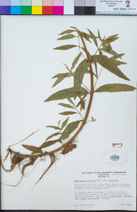 Epilobium ciliatum subsp. ciliatum image