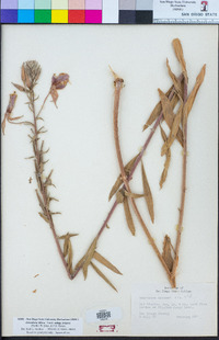 Oenothera elata subsp. hookeri image