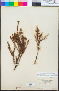 Adenostoma fasciculatum image