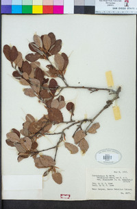 Cercocarpus montanus var. blancheae image