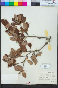 Cercocarpus montanus image