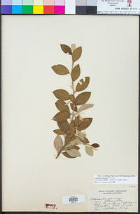 Cotoneaster lacteus image