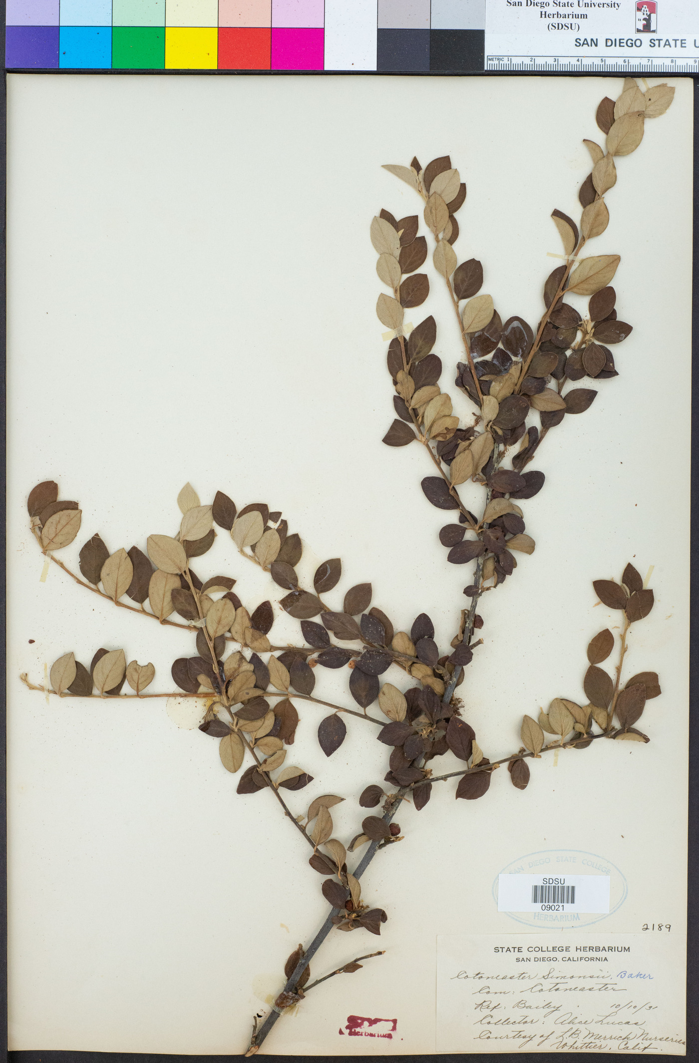 Cotoneaster simonsii image