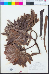 Lyonothamnus floribundus subsp. asplenifolius image