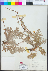 Potentilla anserina image