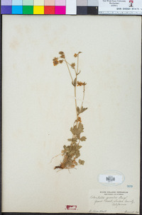 Potentilla gracilis image