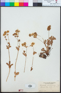 Potentilla flabellifolia image