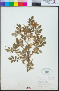 Rosa woodsii subsp. ultramontana image
