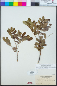 Sorbus sitchensis var. grayi image